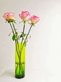 Close-up of pink flowers in vase against white background