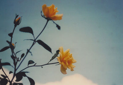 Close-up of yellow flower against sky