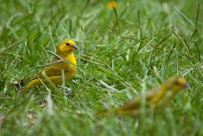 Close-up of a bird in a field