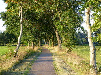 View of empty road along trees