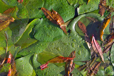 Water lily and peach leaves