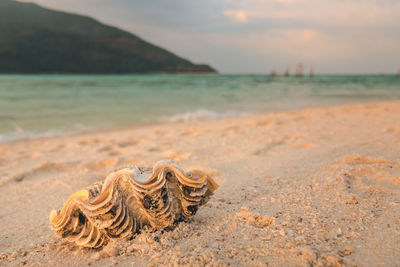 Close-up of shells on beach against sky during sunset