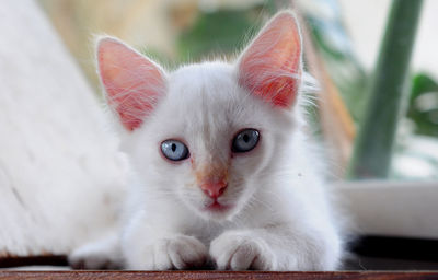 Close-up portrait of white cat