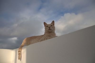 Low angle view of cat against sky