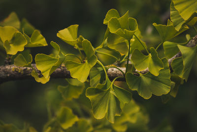 Close-up of green leaves