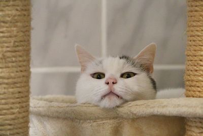 Close-up portrait of cat relaxing on floor