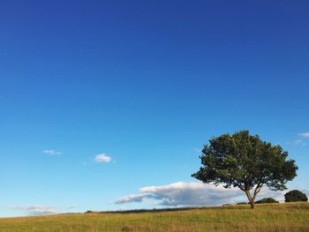 Tree on grassy field against blue sky