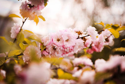 Close-up of pink cherry blossoms