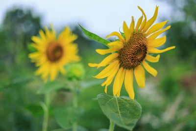 Yellow sunflower garden green leaves against blurred flowers and bokeh backgrounds