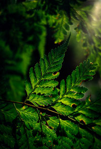 Close-up of green leaves