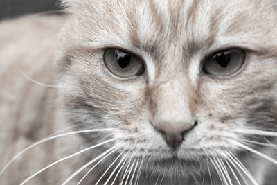 Close-up portrait of cat