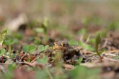 Lizard on a field