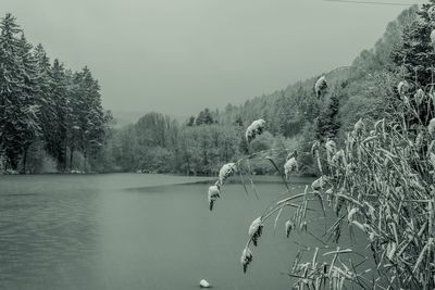 Scenic view of lake by trees against clear sky