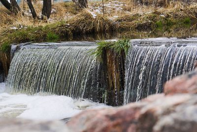 Plants growing on rocks by stream