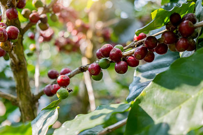 Close-up of cherries growing on tree