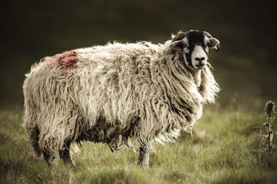 Close-up of sheep on field