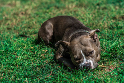 Dog relaxing at garden