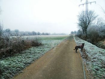 Dog on dirt road against sky