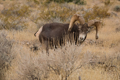 Big horn sheep valley of fire state park