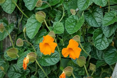 Close-up of orange flowers