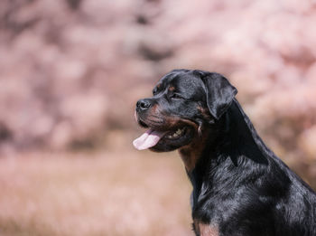 Close-up of black dog looking away