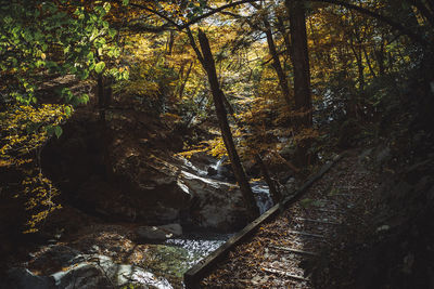 Trees by rocks in forest