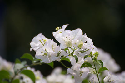 Close-up of white flowering plant