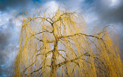 Low angle view of tree against sky