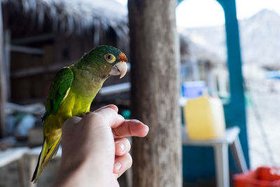 Close-up of hand holding bird perching on finger