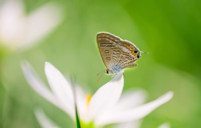 Close-up of butterfly on plant