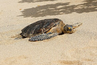 Close-up of a resting marine turtle on a sandy beach, hawaii, big island, west coast