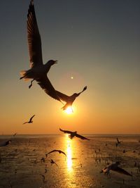 Silhouette of birds flying over sea