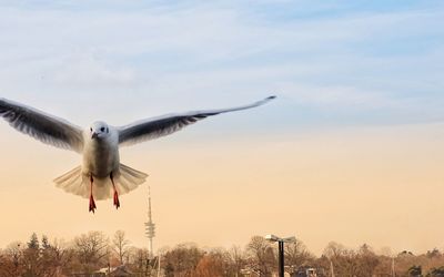 Seagull flying in sky