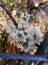 Close-up of white cherry blossoms in spring