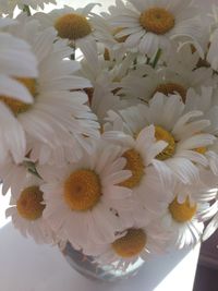 Close-up of white daisy flowers