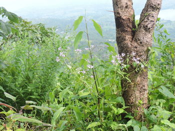 Close-up of fresh green plants against sky