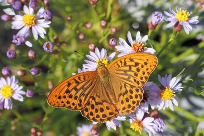 Close up of fritillary butterfly