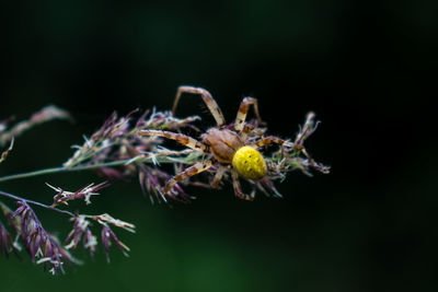 Close-up of insect on plant