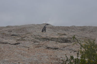 Horse on mountain against sky