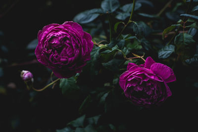 Close-up of pink rose flower