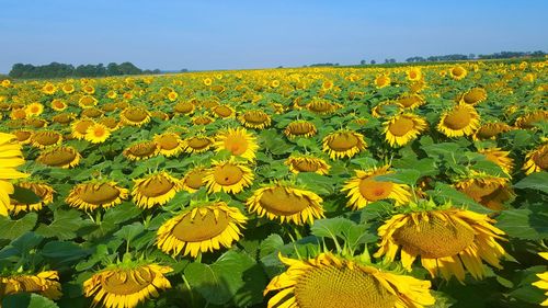 Scenic view of sunflower field against sky