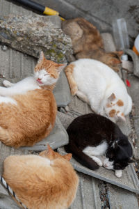 High angle view of cats sleeping