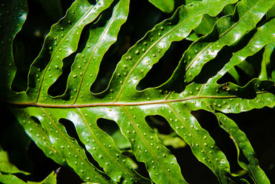 Close-up of raindrops on leaves