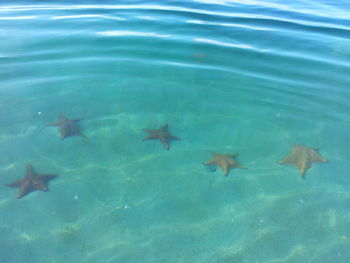 Fish swimming in water