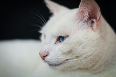 Close-up portrait of cat