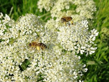 Close-up of bee flying by flowers