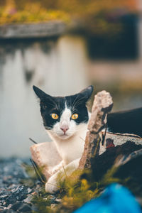 Portrait of cat sitting outdoors