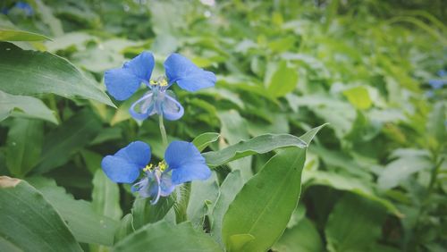Close-up of purple flower