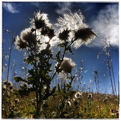 Close-up of plants against sky