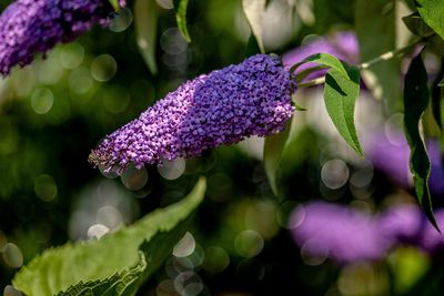 Close-up of purple flowering plant